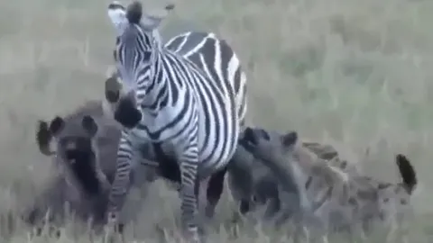 CLIP: Bầy linh cẩu tàn nhẫn xé xác ngựa vằn ngay giữa thiên nhiên hoang dã