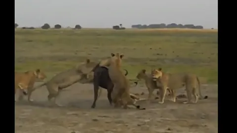 CLIP: Sư tử lôi trâu rừng con ra khỏi bụng mẹ sau cuộc săn đẫm máu