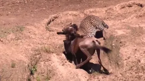 CLIP: Linh dương đầu bò trả giá đắt vì một phút bất cẩn