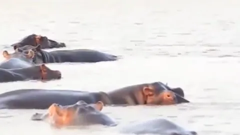 CLIP: Cá mập bò liều lĩnh tấn công đàn hà mã khổng lồ