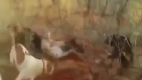 CLIP: Báo đốm bị bầy chó săn cắn xé dã man sau khi sập bẫy của thợ săn