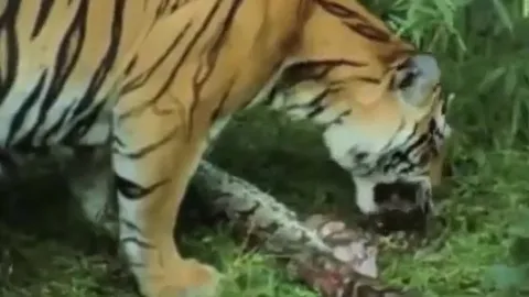 CLIP: Trăn khổng lồ bỏ mạng sau trận chiến sinh tử với ba "chúa sơn lâm"