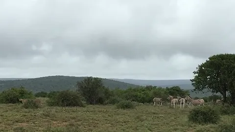 CLIP: Ngựa vằn “nổi giận” phản công dữ dội, buộc báo săn tháo chạy