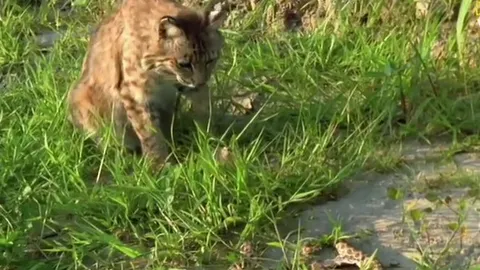 CLIP: Giả chết thoát hiểm, màn kịch xuất sắc của rắn mũi lợn trước nanh vuốt mèo rừng