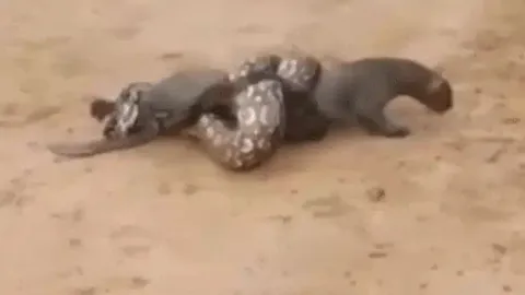 CLIP: Mèo rừng suýt bị trăn khổng lồ siết chết