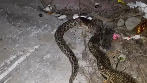 CLIP: Rợn người khoảnh khắc hổ mang chúa nuốt chửng rắn lục khổng lồ ngay trong sân nhà