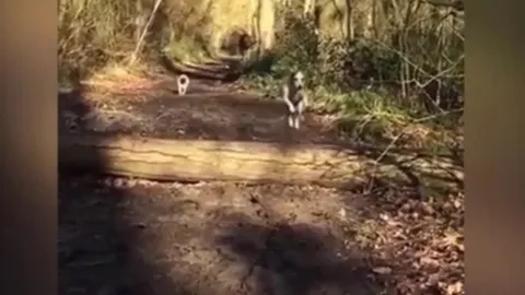 CLIP: Chó "bắt chước" bạn nhảy qua chướng ngại vật, gặp tai nạn hài hước khiến dân mạng cười nghiêng ngả