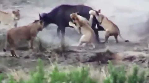CLIP: Trâu rừng phản công ác liệt khiến bầy sư tử hoảng loạn bỏ chạy