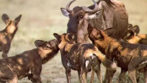 CLIP: Bầy chó hoang 'xúm đen xúm đỏ' hạ sát linh dương đầu bò
