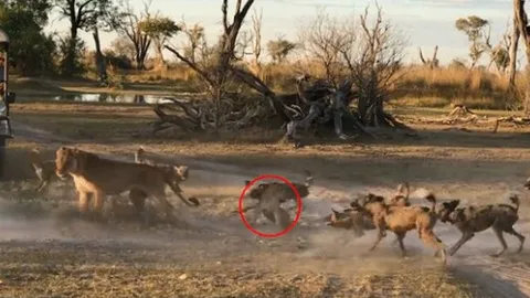 CLIP: Mẹ sư tử mở đường máu giải cứu con giữa vòng vây của bầy chó hoang hung dữ