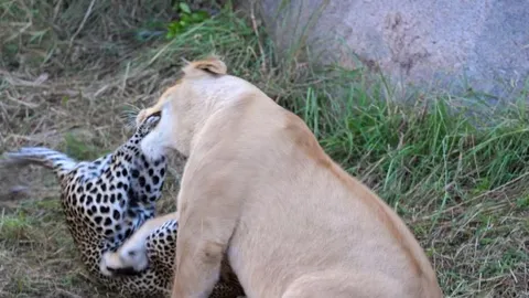 CLIP: Báo hoa mai quyết chiến ác liệt với sư tử để bảo vệ đàn con