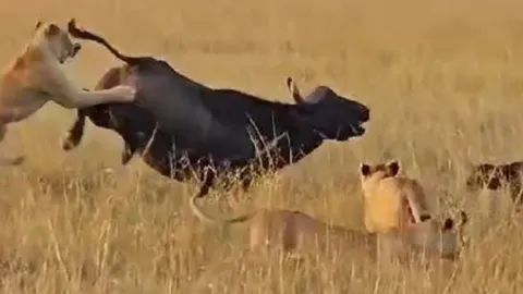 CLIP: Trâu rừng dùng tuyệt kỹ của ngựa vằn khiến sư tử 'ăn quả đắng'