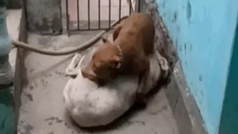 CLIP: Cuộc chiến đẫm máu giữa 2 con chó pitbull nhốt chung chuồng