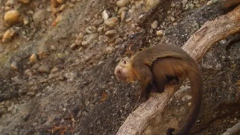 CLIP: Khỉ mũ thông minh "học lỏm" rắn độc, kiếm được bữa ăn thịnh soạn