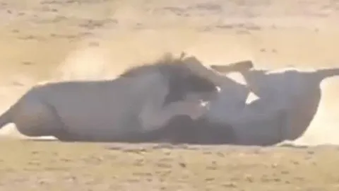 CLIP: Trận chiến nảy lửa giữa hai sư tử đực, kết cục bất ngờ giữa chảo lửa thảo nguyên