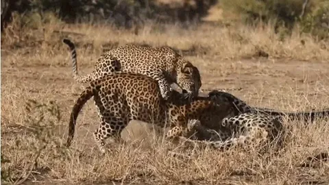 CLIP: Báo cái bất ngờ can thiệp, chấm dứt cuộc tử chiến đẫm máu giữa hai con đực