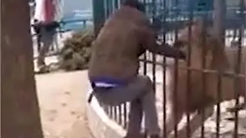CLIP: Vuốt ve sư tử để 'làm màu', người đàn ông lập tức 'nhận quả báo'