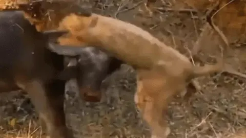 CLIP: Chúa sơn lâm nhận cái kết đắng khi chọn nhầm con mồi