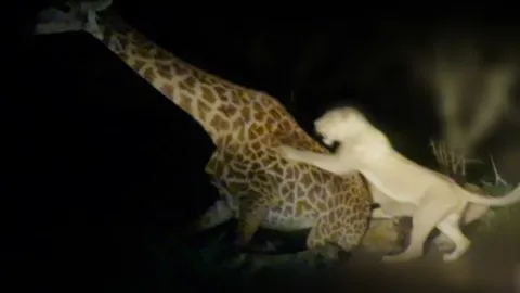 CLIP: Bầy sư tử đoạt mạng hươu cao cổ trong đêm