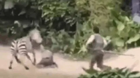 CLIP: Ngựa vằn nổi điên, ngoạm tay nhân viên vườn thú rồi kéo lê nhanh như bay và màn giải cứu gay cấn