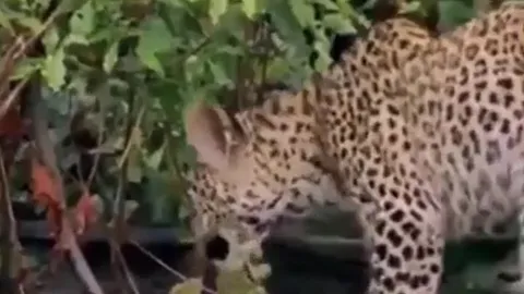 CLIP: Đụng độ ếch trâu, báo hoa mai nhận cái kết đáng xấu hổ