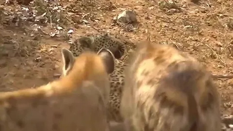 CLIP: Đàn linh cẩu tấn công rồi kéo lê báo hoa mai trên mặt đất nhưng cái kết còn bi thảm hơn