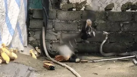 CLIP: Gà mẹ tung 'liên hoàn cước', đá thẳng mặt rắn hổ mang để bảo vệ đàn con