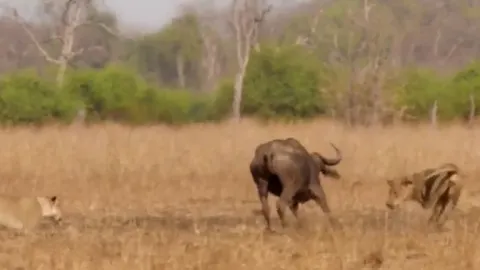 CLIP: Bị 3 con sư tử vây cắn, trâu rừng bất ngờ tạo nên cái kết không tưởng