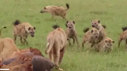 CLIP: Hỗn chiến đẫm máu giữa linh cẩu và sư tử để tranh giành xác trâu rừng