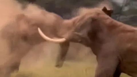 CLIP: Voi rừng đại chiến suốt nhiều giờ, 'lão tướng' bỏ chạy sau khi hứng chịu cú húc 'hiểm'