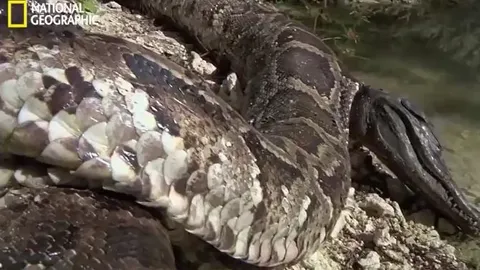 CLIP: Vừa nuốt cá sấu không lâu, trăn khổng lồ bỗng lăn đùng ra chết vì lý do 'sốc'
