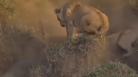 CLIP: Rủ nhau đi săn cá sấu, 4 con sư tử nhận cái kết ê chề