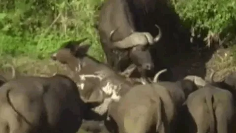 CLIP: Bị cá sấu cắn gãy chân khi đang uống nước, trâu rừng con vẫn có màn thoát chết khó tin