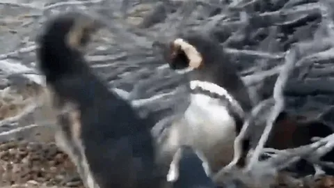 CLIP: Cuộc chiến đẫm máu giành bạn tình giữa hai chim cánh cụt đực