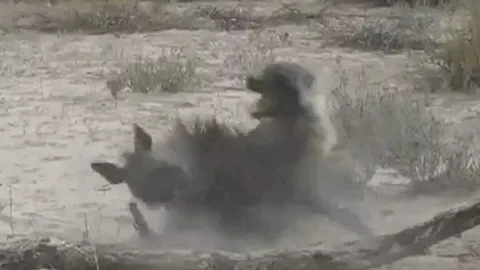 CLIP: Cuộc chiến sinh tử giữa hai linh cẩu nâu và cái kết đẫm máu