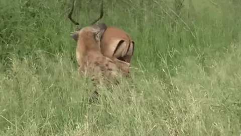 CLIP: Bị linh cẩu cắn xé, linh dương quật cường chống trả và cái kết