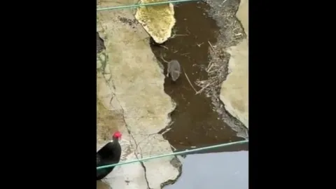 CLIP: Chuột liều lĩnh tấn công gà và cái kết