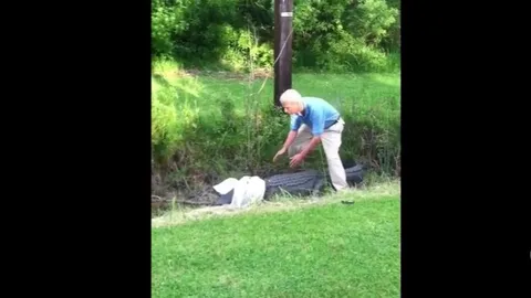 CLIP: Người đàn ông liều lĩnh bắt cá sấu khổng lồ bằng tay không