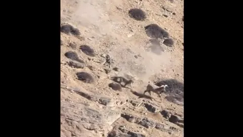 CLIP: Báo liều mạng săn sơn dương trên vách núi cheo leo và cái kết