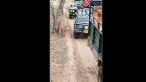 CLIP: Hổ dữ bất ngờ lao ra vồ chó hoang ngay trước mặt du khách