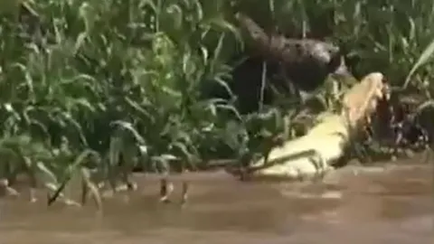 CLIP: Báo đốm phản công ngoạn mục, đoạt mạng cá sấu caiman ngay trên lãnh địa của chúa tể đầm lầy