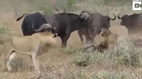 CLIP: Vừa hạ gục được trâu rừng, sư tử đã 'bỏ của chạy lấy người' vì 'viện binh' của con mồi xuất hiện
