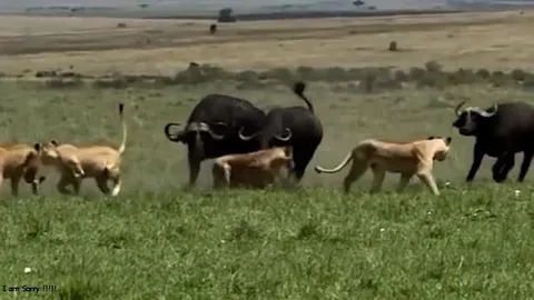 CLIP: Trâu rừng phản công bất ngờ khiến bầy sư tử hoảng loạn bỏ chạy, đánh rơi miếng mồi ngay trước mắt