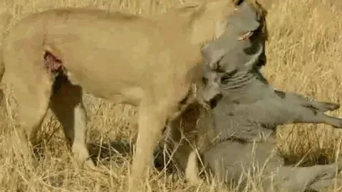 CLIP: Đi săn lợn bướu, sư tử bị con mồi húc thủng bụng và cái kết bất ngờ