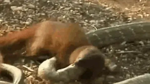 CLIP: Rắn hổ mang chúa 'khủng' trở nên hoảng loạn khi bị 'kẻ thù truyền kiếp' cắn nát đầu