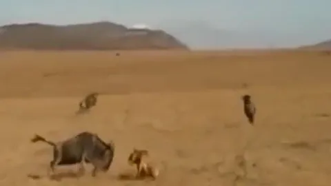 CLIP: Linh dương đầu bò liều mạng phản công, sư tử hoảng hốt bỏ chạy giữa thảo nguyên