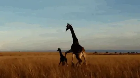 CLIP: Sư tử phải trả giá đắt vì tấn công hươu cao cổ