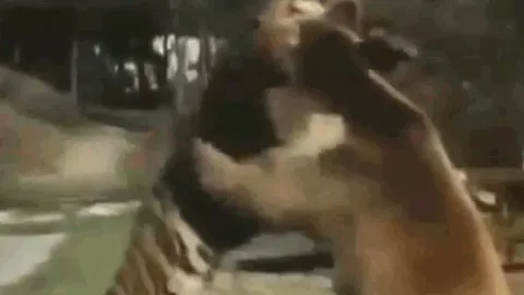 CLIP: Hổ Siberia chủ động tấn công nhưng phải tháo chạy trước gấu xám