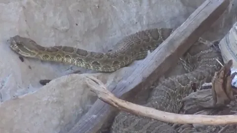 CLIP: Bị thợ săn đe dọa, rắn đuôi chuông tự tiêm nọc độc tự sát