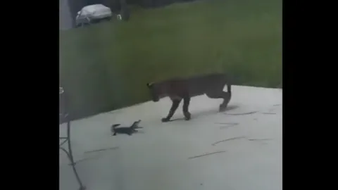 CLIP: Cuộc đụng độ nghẹt thở giữa linh miêu và cá sấu con